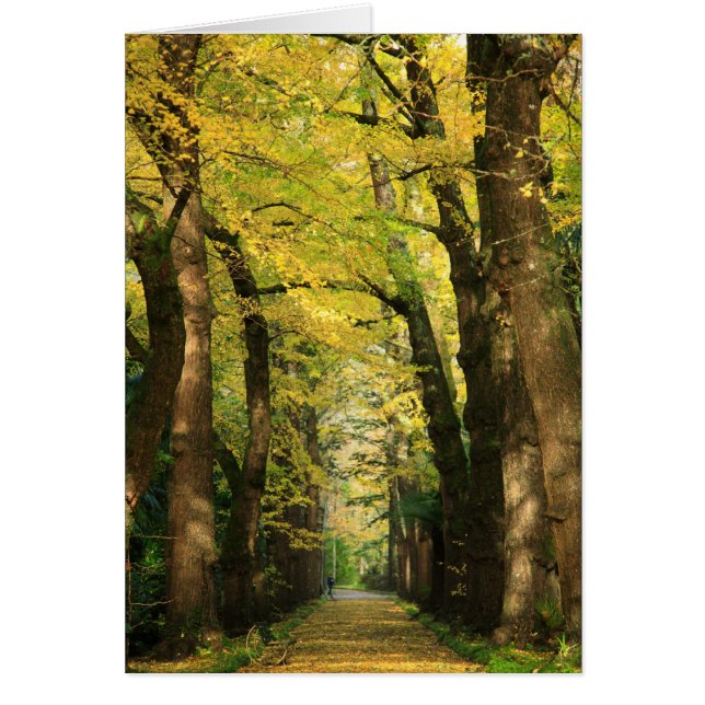 イチョウのBilobaの木 (正面)