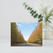 イチョウ並木：東京 ポストカード (スタンド正面)