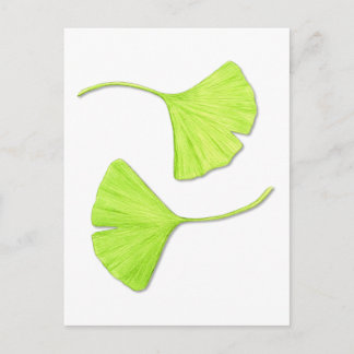 イチョウ葉ゴ植物絵葉書 ポストカード