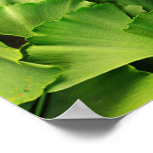 イチョウ葉自然植物 ポスター (角)