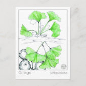 イチョウ薬草勉強 ポストカード (正面)