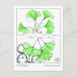 イチョウ薬草勉強 ポストカード