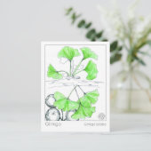 イチョウ薬草勉強 ポストカード (スタンド正面)