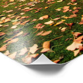 イチョウ フォトプリント            (角)