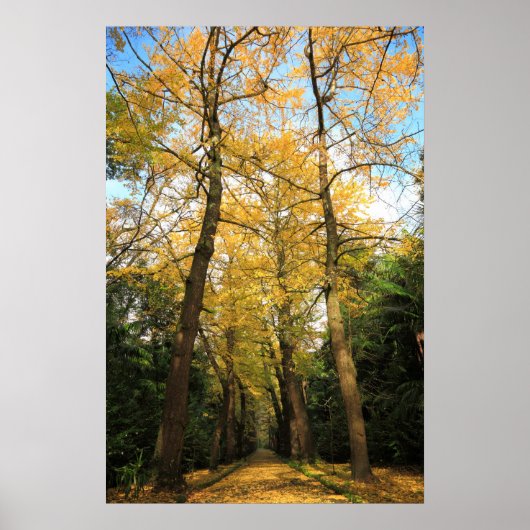 イチョウ ポスター (正面)