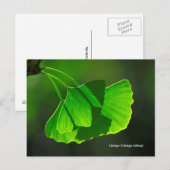 イチョウ ポストカード (正面/裏面)