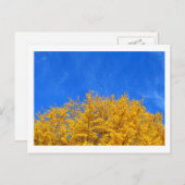 イチョウ：黄色葉の空、青い空 ポストカード (正面/裏面)