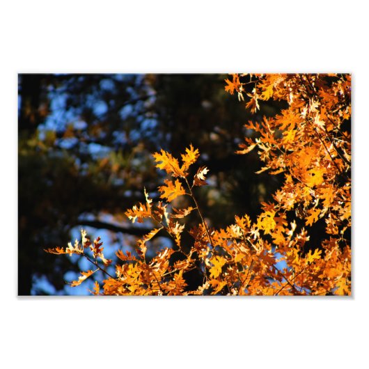 イディルワイルドパインコーブ フォトプリント            (正面)