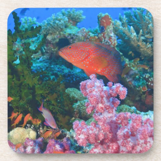 イトヒキテンジカマス(Pseudanthias コースター (正面)