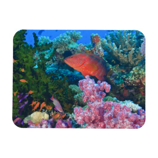 イトヒキテンジカマス (Pseudanthias マグネット (横)