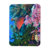 イトヒキテンジカマス (Pseudanthias マグネット (縦)