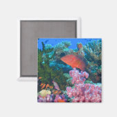 イトヒキハナバス (Pseudanthias マグネット (正面/裏面)