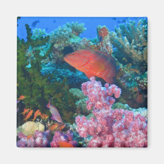 イトヒキハナバス (Pseudanthias マグネット (正面)