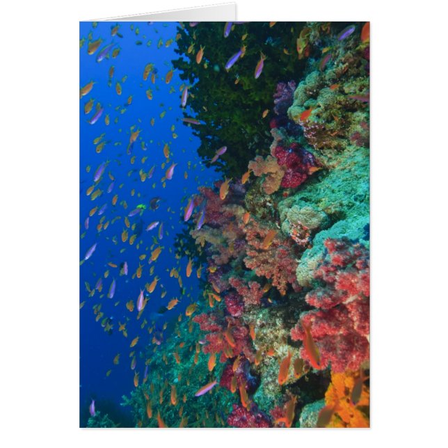 イトヒキベラ属の魚 (Pseudanthias (正面)