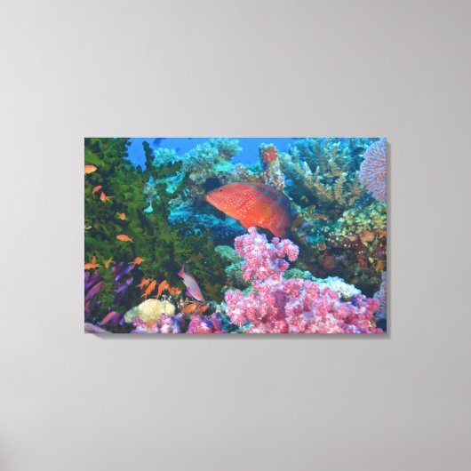 イトヒキベラ属の魚 (Pseudanthias キャンバスプリント (正面)