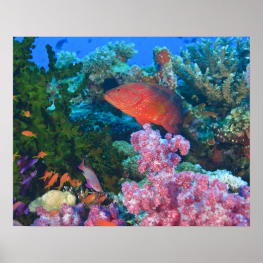イトヒキベラ属の魚 (Pseudanthias ポスター (正面)