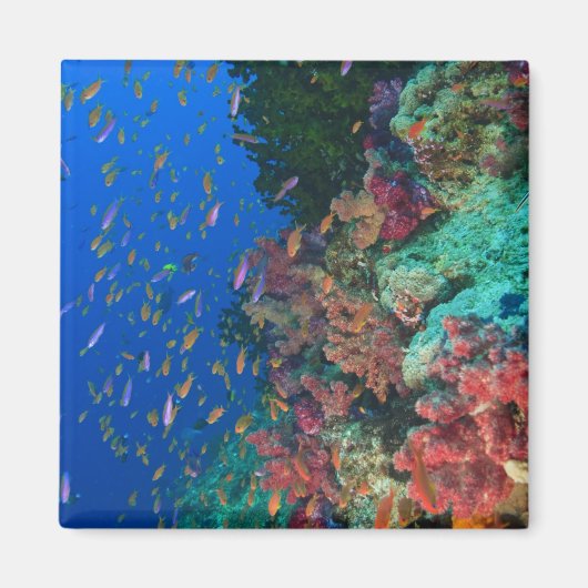 イトヒキベラ属の魚（Pseudanthias マグネット (正面)