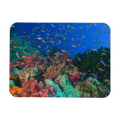イトヒキベラ属の魚（Pseudanthias マグネット (横)