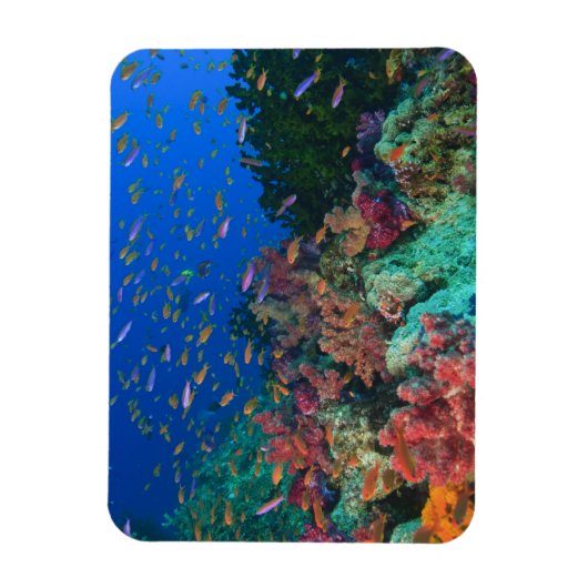イトヒキベラ属の魚（Pseudanthias マグネット (縦)