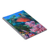 イトヒキベラ属 (Pseudanthias ノートブック (右側)