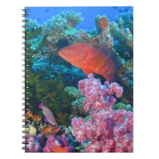 イトヒキベラ属 (Pseudanthias ノートブック (正面)