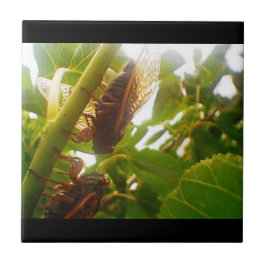 イナゴの国のタイルのセット タイル