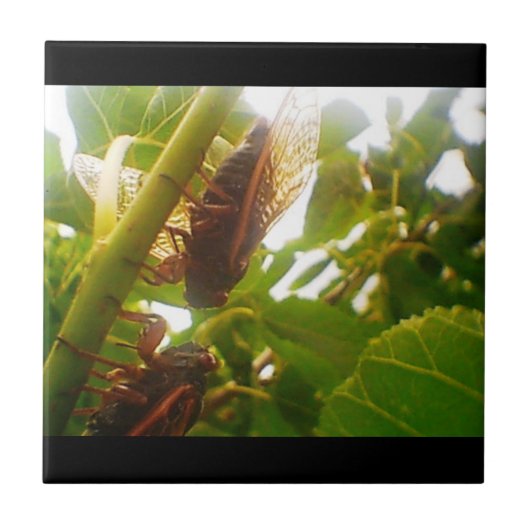 イナゴの国のタイルのセット タイル (正面)