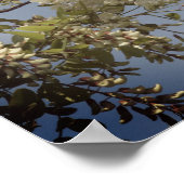 イナゴの白い花が色付き ポスター (角)