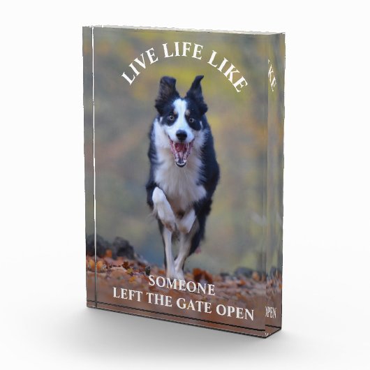 イヌとやる気を起こさせるのポジティビティライフ引用文 フォトブロック (右)