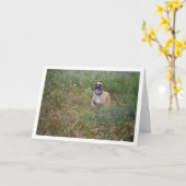 イヌランニング カード (黄色い花)