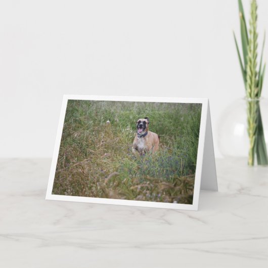 イヌランニング カード (正面)