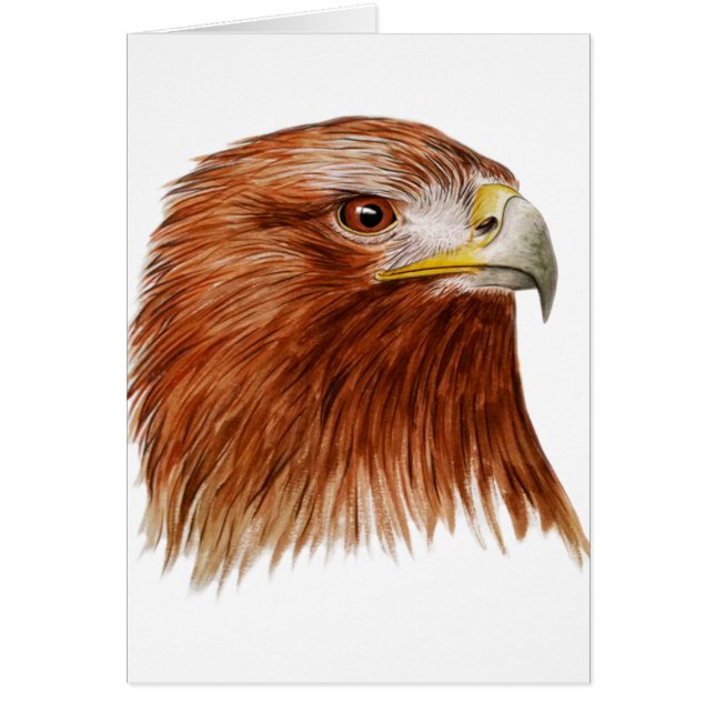 イヌワシ2011年 (正面)