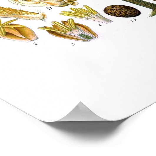 イネ(油ヤシ) ポスター (角)