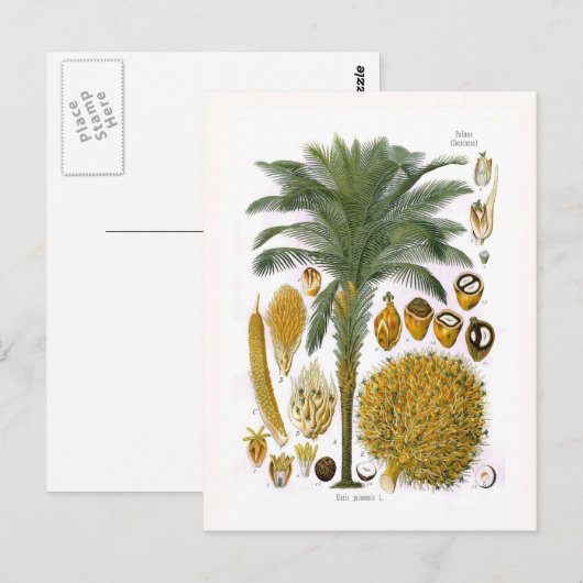 イネ(油ヤシ) ポストカード (正面/裏面)