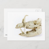 イノシシスカル ポストカード (正面/裏面)