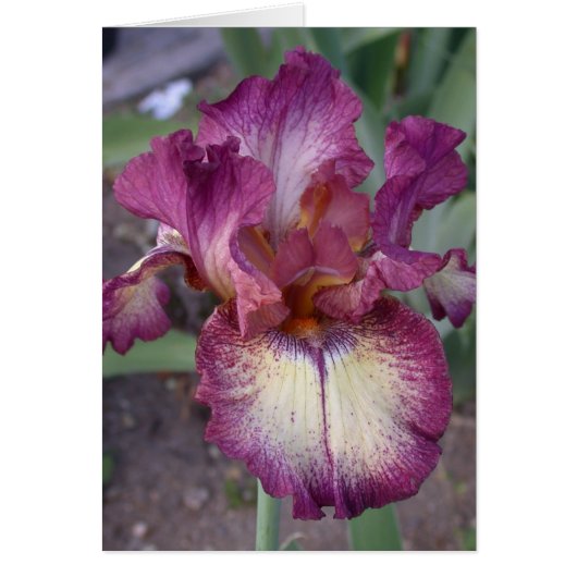 「イノセントスター」アイリスカード空白の- (正面)