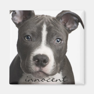 イノセントピットブル子犬の磁石 マグネット