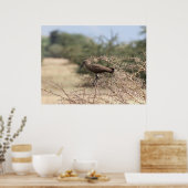 「イバラのハメルコプ」 – アフリカの鳥ポスター ポスター (キッチン)