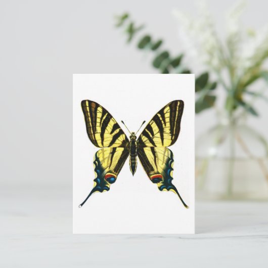 イヒクリデス・ポダリリウス ポストカード (スタンド正面)