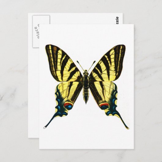 イヒクリデス・ポダリリウス ポストカード (正面/裏面)