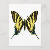 イヒクリデス・ポダリリウス ポストカード (正面)