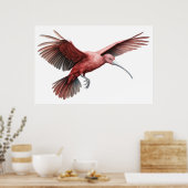 イビスの広がる翼 ポスター (キッチン)