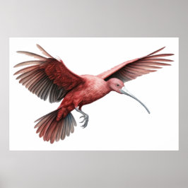 イビスの広がる翼 ポスター