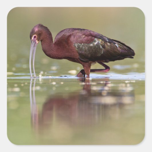 イビスインザポンズ スクエアシール (正面)