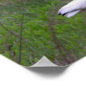 イビスバードフォトポスター ポスター (角)