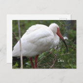 イビスバードフォトポストカード ポストカード (正面/裏面)