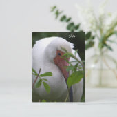 イビスバードフォトポストカード ポストカード (スタンド正面)