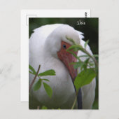 イビスバードフォトポストカード ポストカード (正面/裏面)