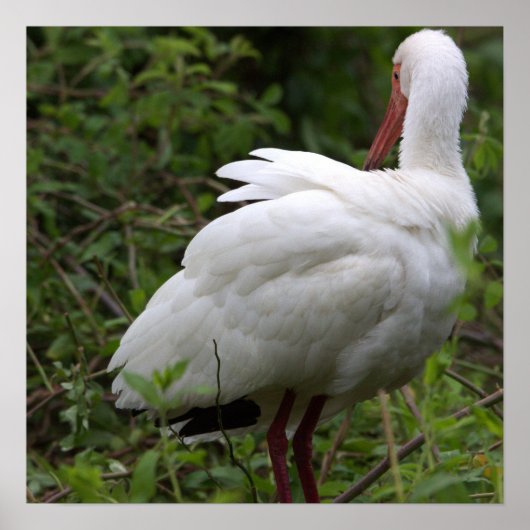 イビスバードポスター ポスター (正面)