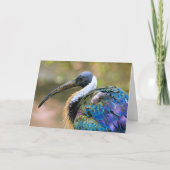 イビスバード カード (正面)